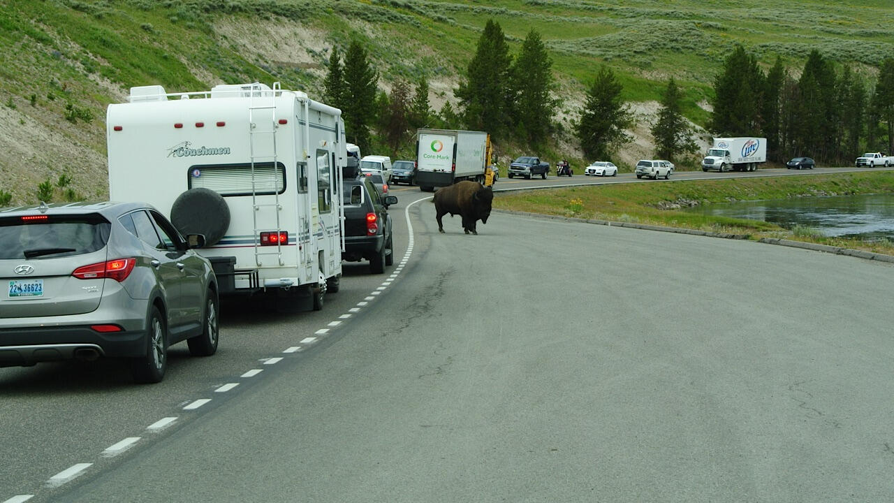 06RVingIT-Buffalo On Road Yellowstone National Park